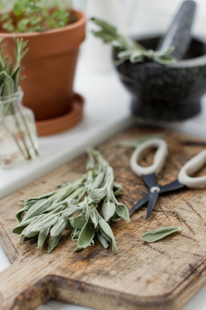 Aromatic green sage leaves herbs at kitchen. Bunch of salvia and garden scissors on a wooden desk near stone mortar and pestleの写真素材