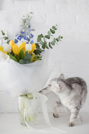 Grey cat and beautiful spring bouquet with yellow and blue flowers. Mimosa, delphinium, tulips and eucalyptus in wrapping paper. Gift for Mothers day, 8 marchの写真素材