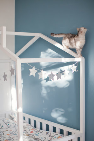 Grey british cat walking on the white childs house shaped bedの写真素材