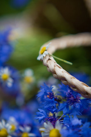 Close up cornflowers and chamomile in straw wicker bag. Summer flowers conceptの写真素材