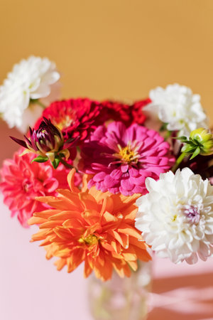 Beautiful bouquet of dahlia in vase on a pink and yellow background, copy spaceの写真素材
