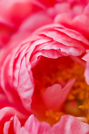 Close up of coral peonies with dew drops, Bouquet of coral peonies in wicker basket. Vibrant...