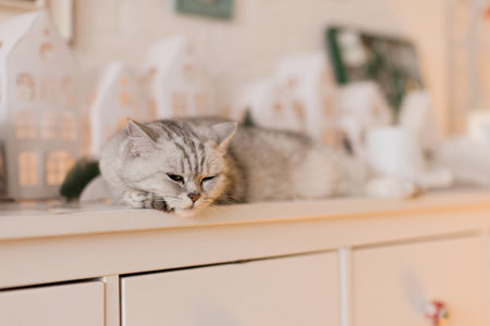 Grey cat lying on a white chest of drawers, Christmas timeの写真素材