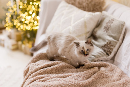 Cute kitty on a sofa near Christmas treeの写真素材