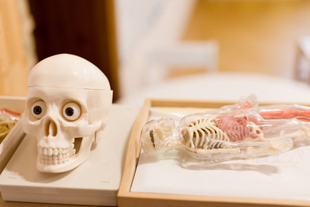 Skull and anatomy model for educational and scientific purposesの写真素材