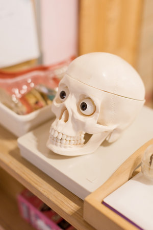 Plastic skull model with eyes, used for education and displayの写真素材