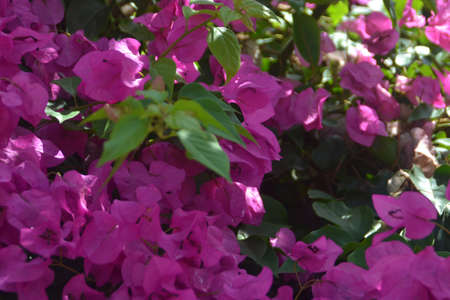 Blooming tree