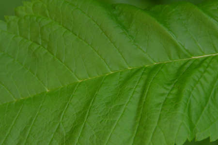 Single Green Leaf