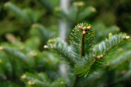 Close-up of fir tree branch with little buds with soft focus