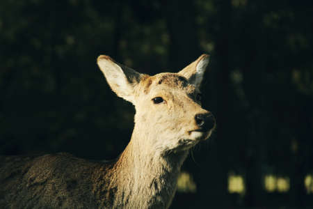 Nara Deer Parkの写真素材