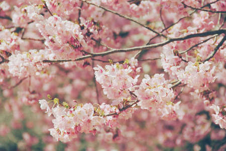 Cherry blossoms in Osaka City Park