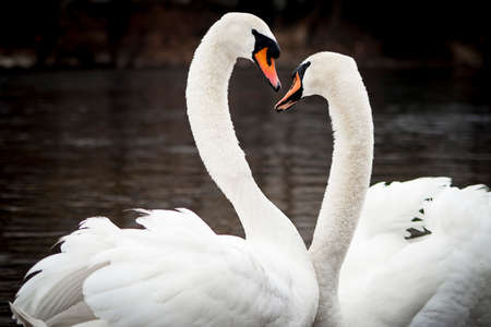 swans in love
