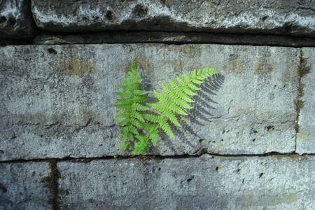 fern between the stonesの写真素材