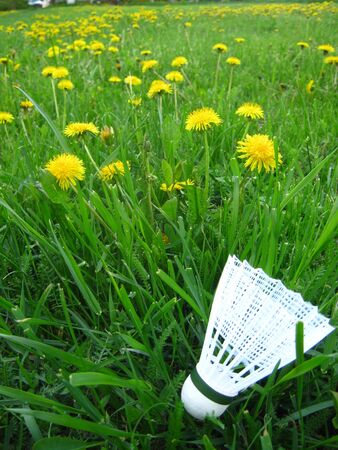 shuttlecock in dandellionsの写真素材