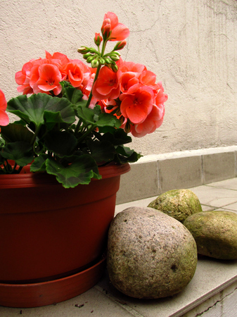 Geranium in potの写真素材