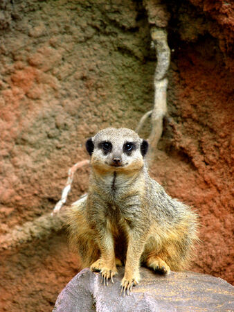 Sitting meerkatの写真素材