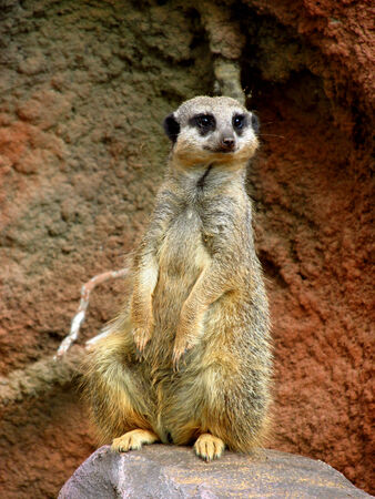 Standing meerkatの写真素材