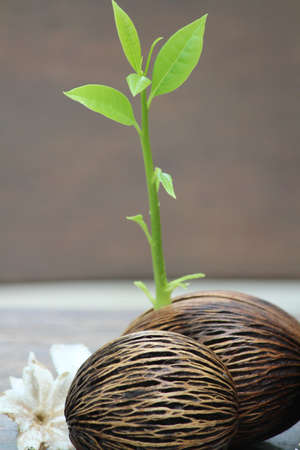 life Blossom の写真素材