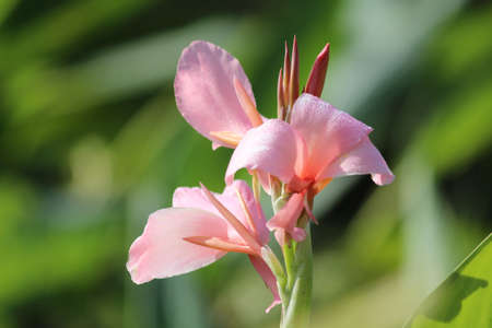 Indian shootの写真素材