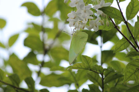 butterfly green