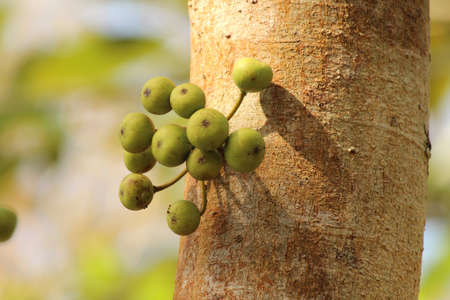 fruitの写真素材