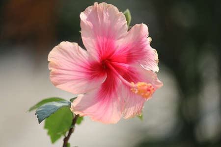 Hibiscus flower.