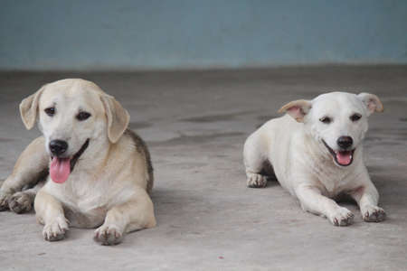 Twin Dog 