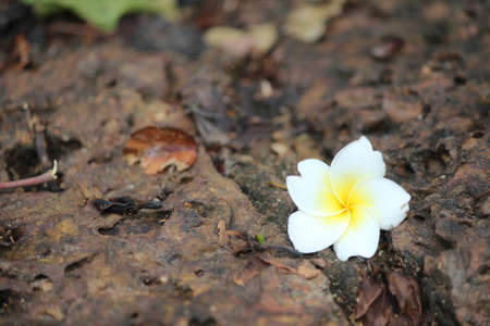 Frangipani flowersの写真素材