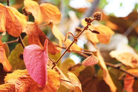 The butterfly wings orange leaves 