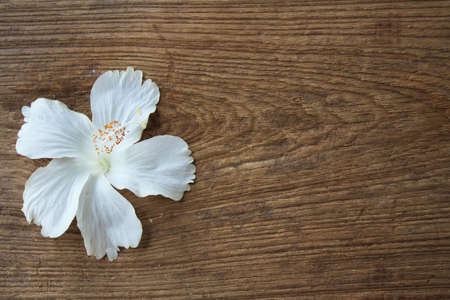A dark wooden background with flowerの写真素材