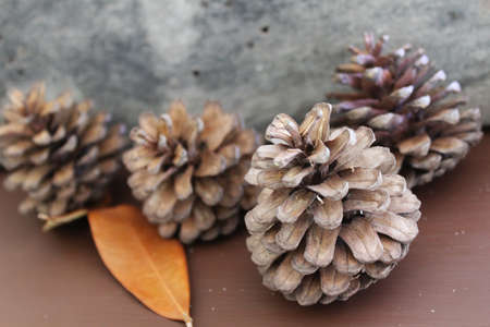 Pine cone on wooden background