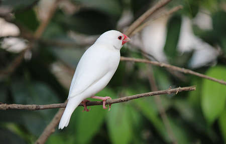 White birds perched on branches 