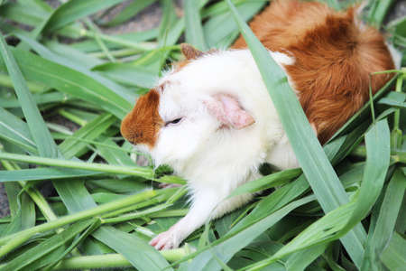 Guinea Pig in Zooの写真素材