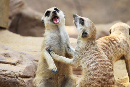 mongoose animal in Zooの写真素材