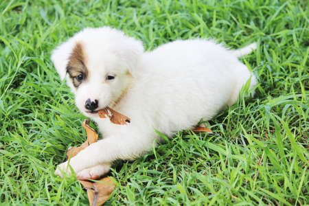 dog outdoors on a sunny summer dayの写真素材