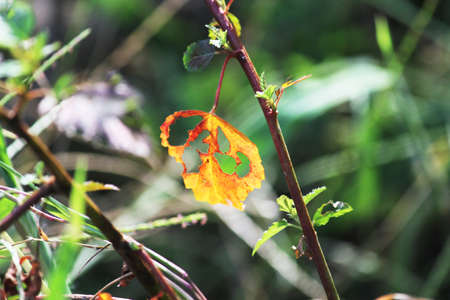 Orange fall leaves with blurred park backgroundの写真素材