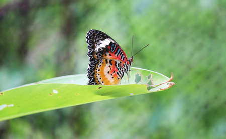 Butterfly on leaf