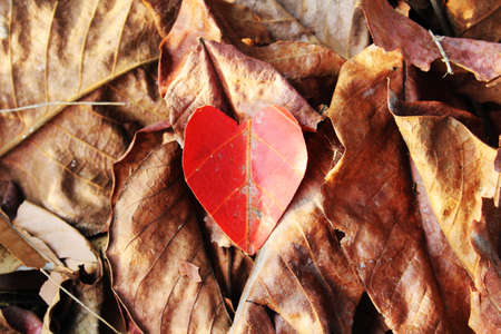 Heart-shaped autumn leavesの写真素材