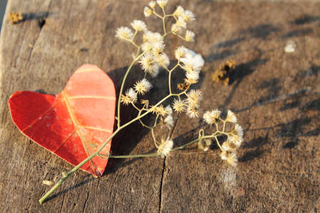 Heart-shaped autumn leavesの写真素材
