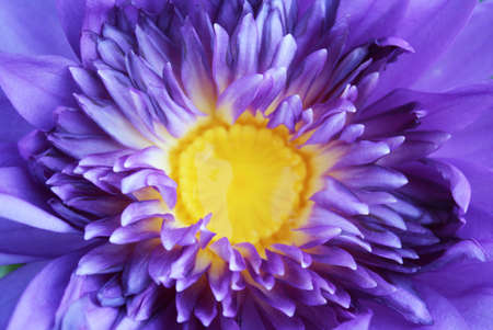 Purple waterlily cose upの写真素材