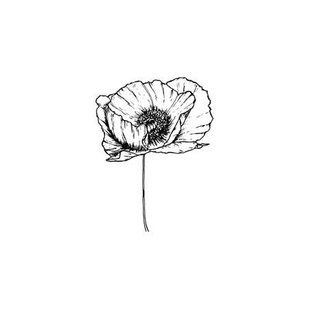 Simple and clean hand drawn floral. Sketch style botanical illustration. Great for invitation, greeting card, packages, wrapping, etc.のイラスト素材
