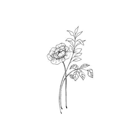 Simple and clean hand drawn floral. Sketch style botanical illustration. Great for invitation, greeting card, packages, wrapping, etc.のイラスト素材