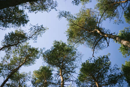 blue sky through pine trees background