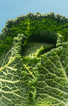 ripe green savoy cabbage on blue backgroundの写真素材