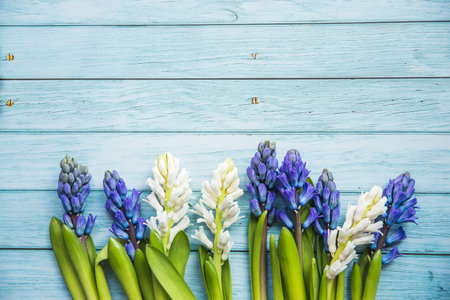 spring- blooming blue and white hyacinths on a blue wooden background with copy space perfect for seasonal greetings and easterの写真素材