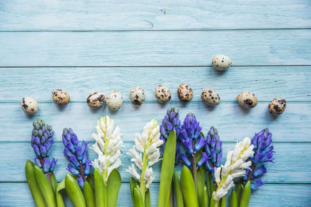 easter quail eggs in a line and spring- blooming hyacinths on a blue wooden background, copy space included perfect for easter greeting cardsの写真素材