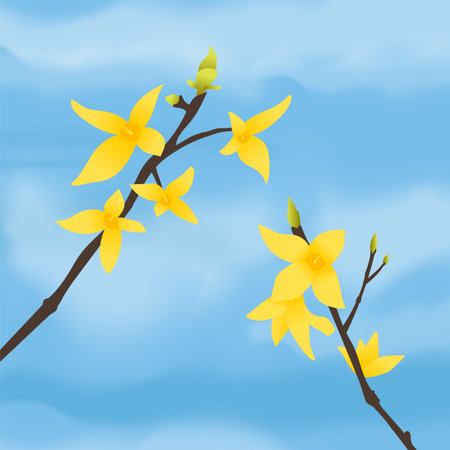 Forsythia flowers on a blue sky background. Vector illustration.のイラスト素材