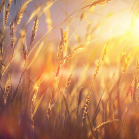 Wheat in the rays of the rising sun close-up. High quality illustrationの写真素材