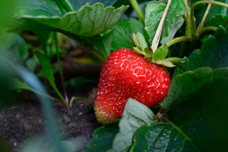 Fresh strawberries growing in the garden. high quality photoの写真素材