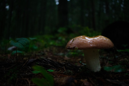 Colorful and gloomy photo of a mushroom in the forest. high quality photoの写真素材
